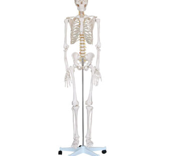 Human Anatomy Skeleton – Full Size Model 6 ft. Tall with Stand